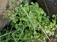 maidenhair-fern